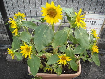 himawarisuhu1