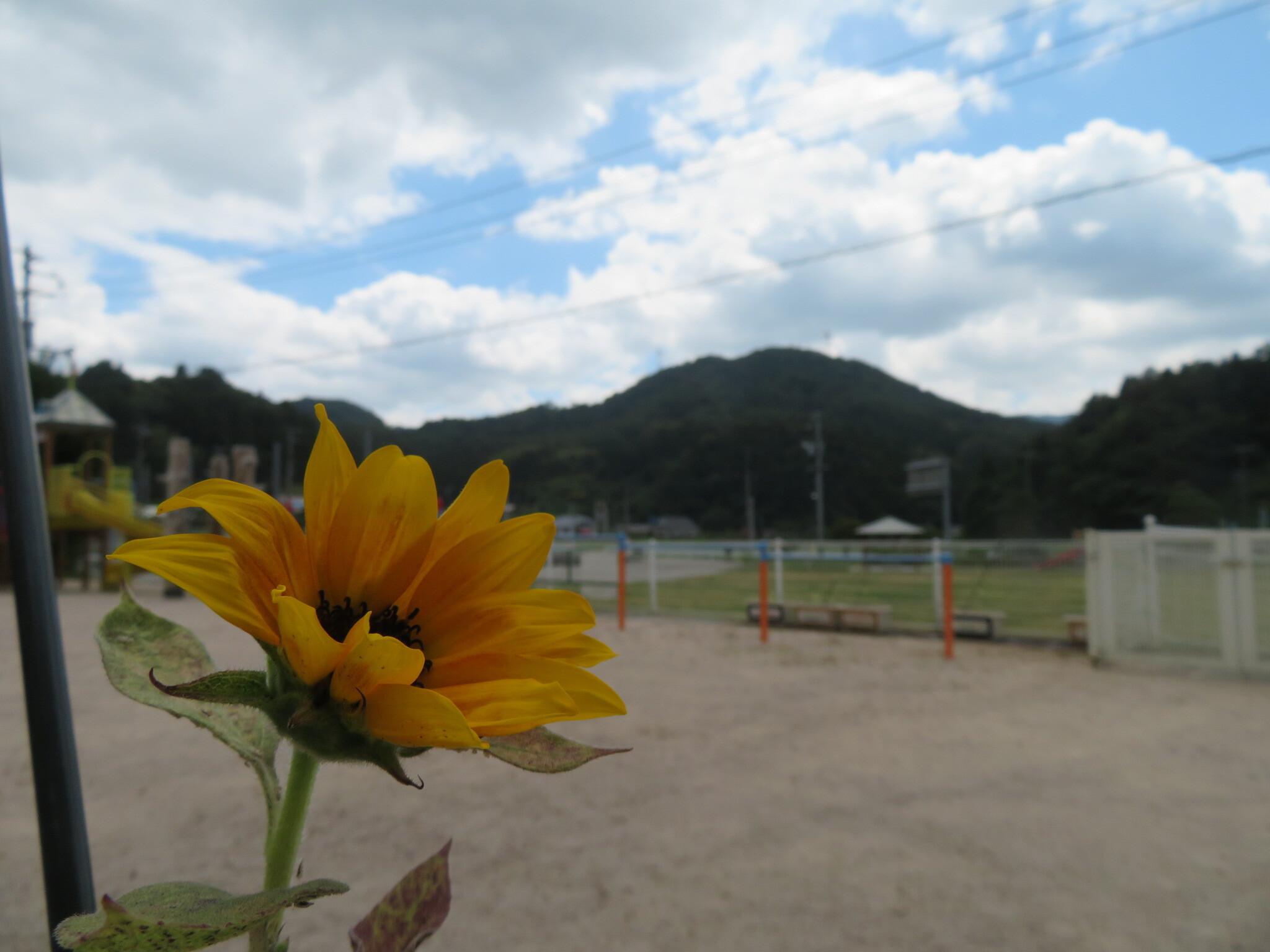himawariyasaka03