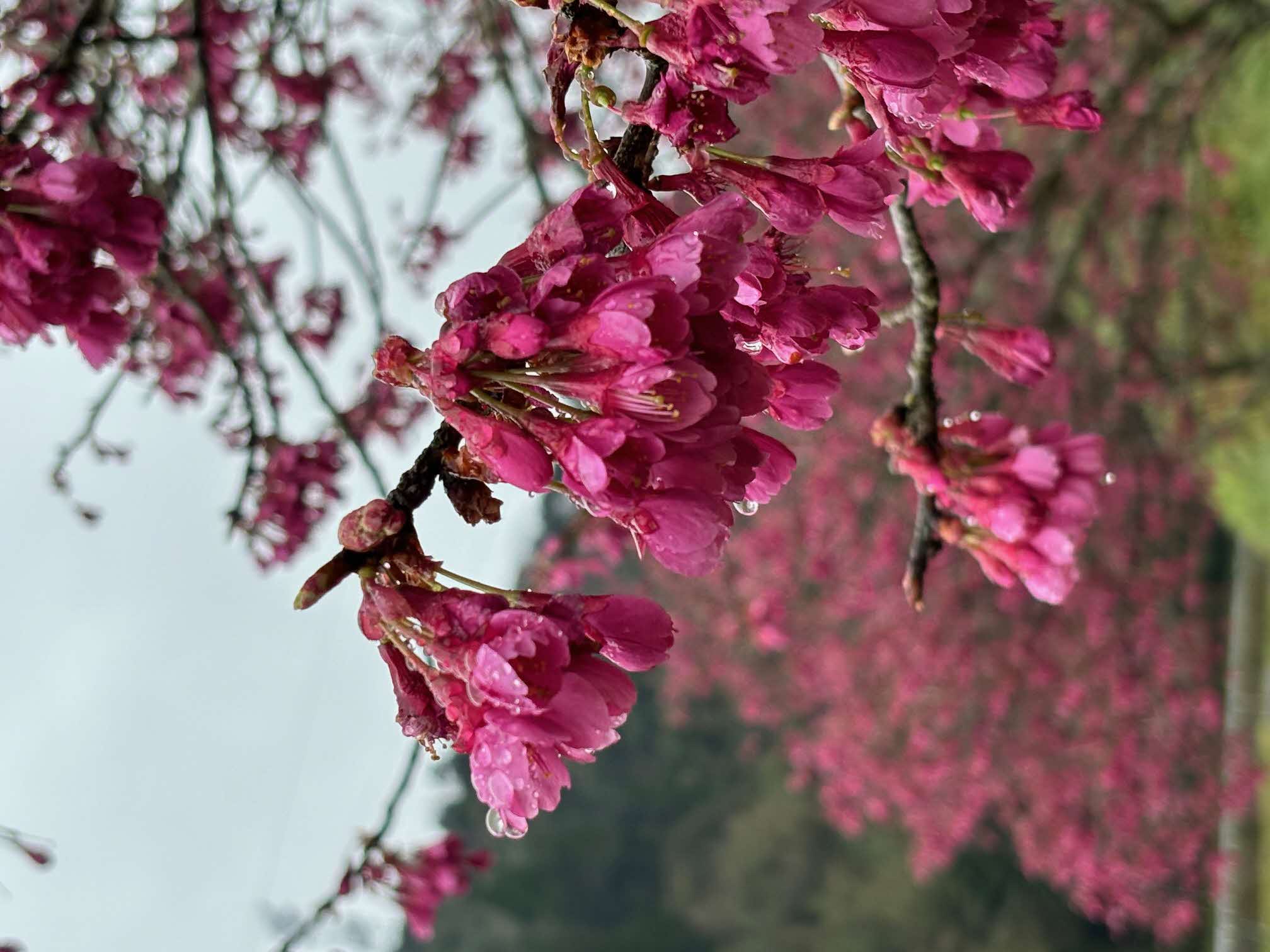 美里町の桜