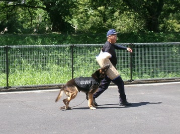 警察犬による犯人制圧