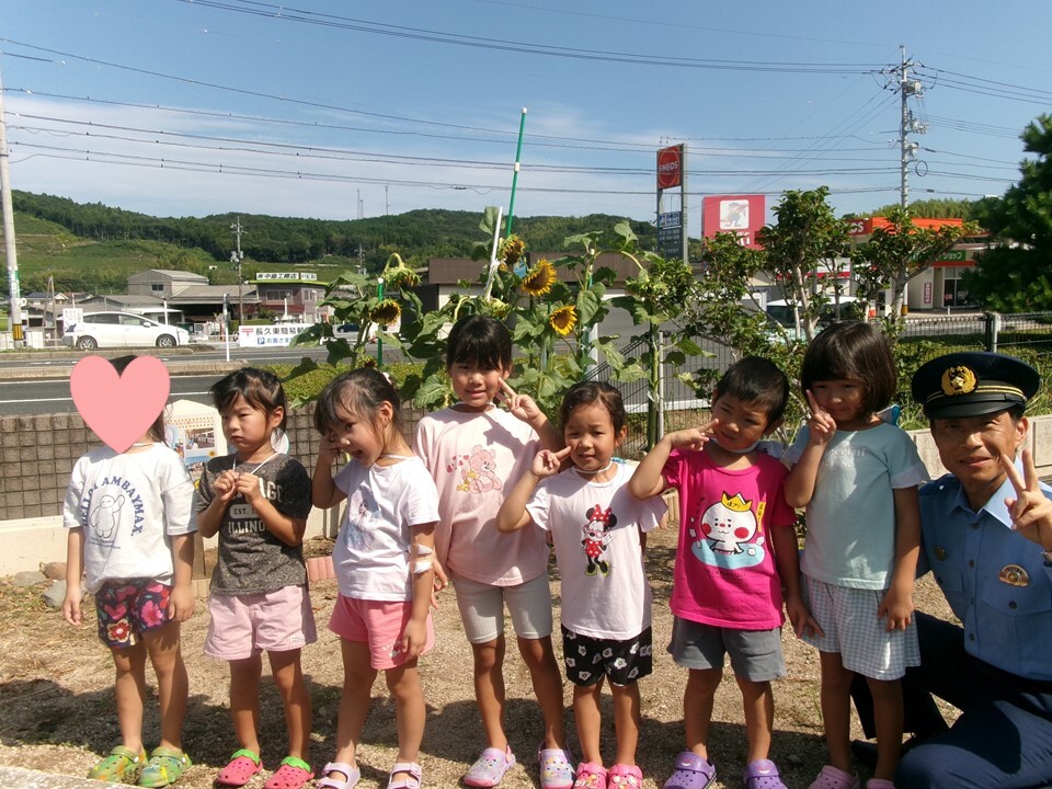 ひまわり1