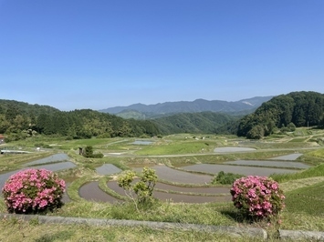 春の棚田