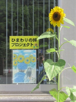 ひまわり