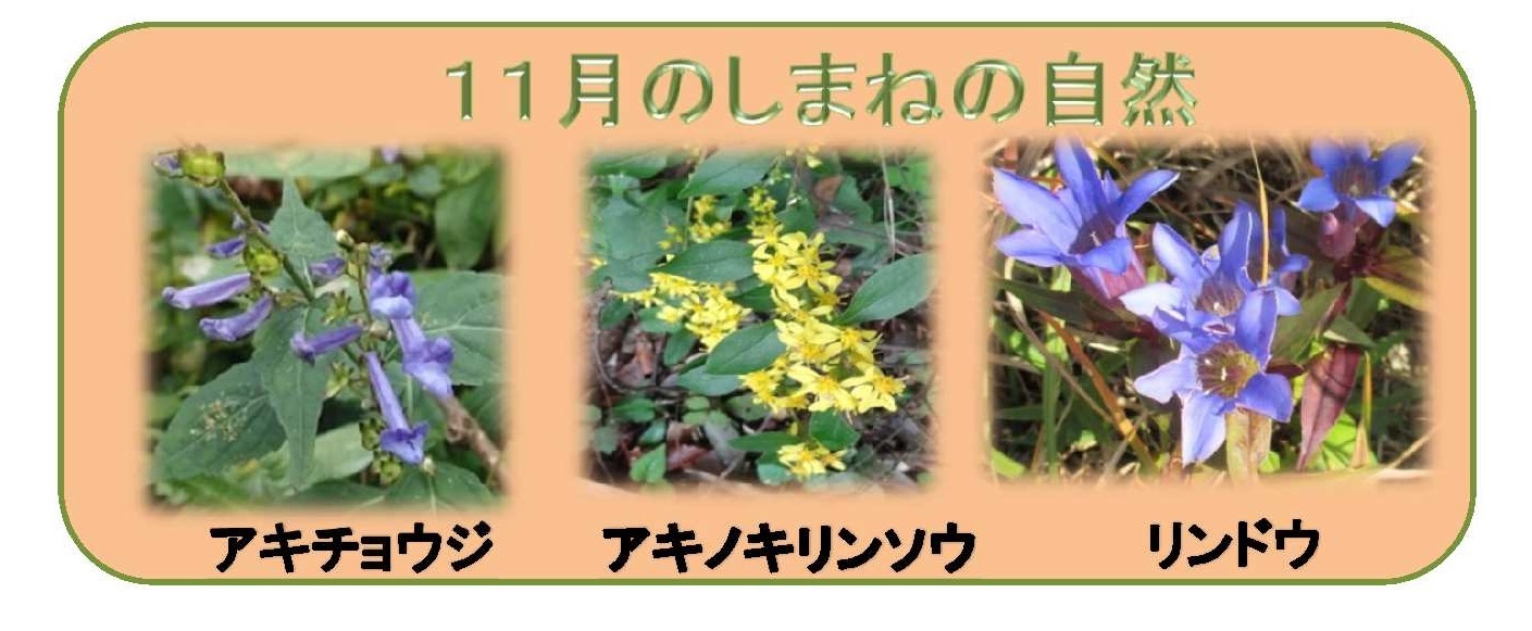 11月のしまねの自然