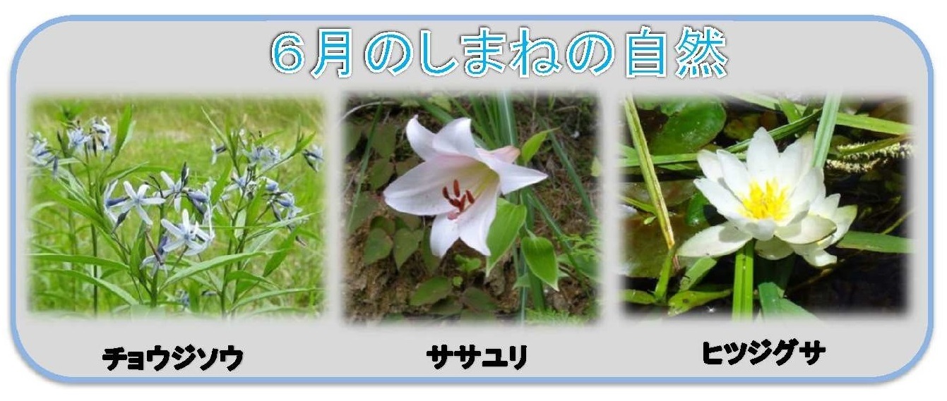 左からオキシャクナゲ、カキツバタ、ブナ林