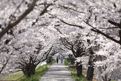 桜トンネル