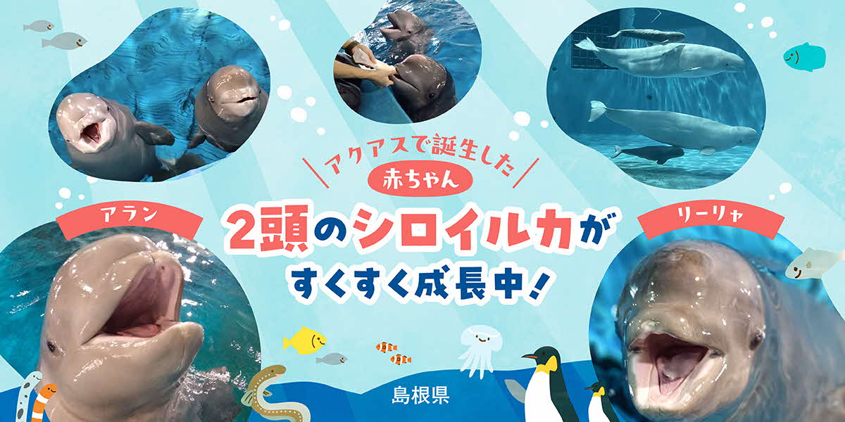 アクアスシロイルカ子獣命名に関する画像。名前はアランとリーリャ